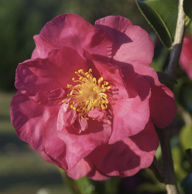 camellia sasanqua variety Alabama Beauty