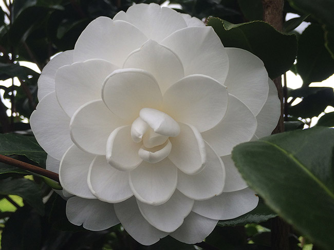 camellia japonica variety sea foam