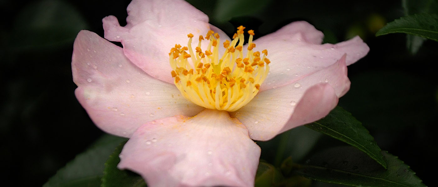 Maiden's Blush camellia sasanqua