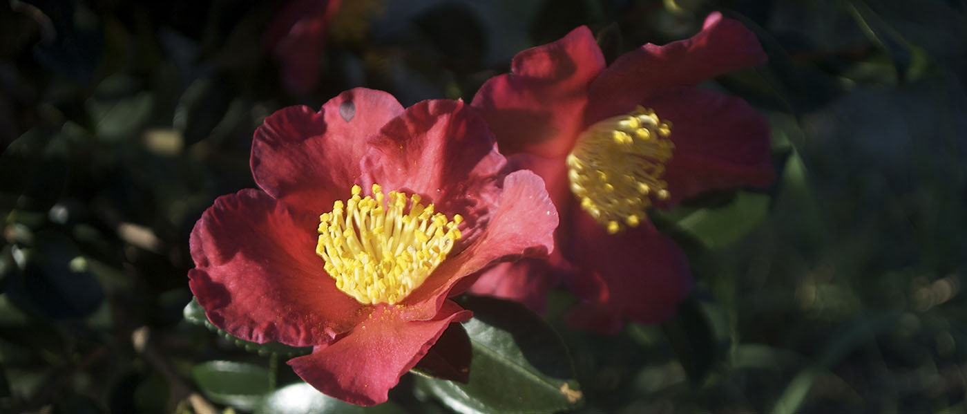 Yuletide camellia sasanqua