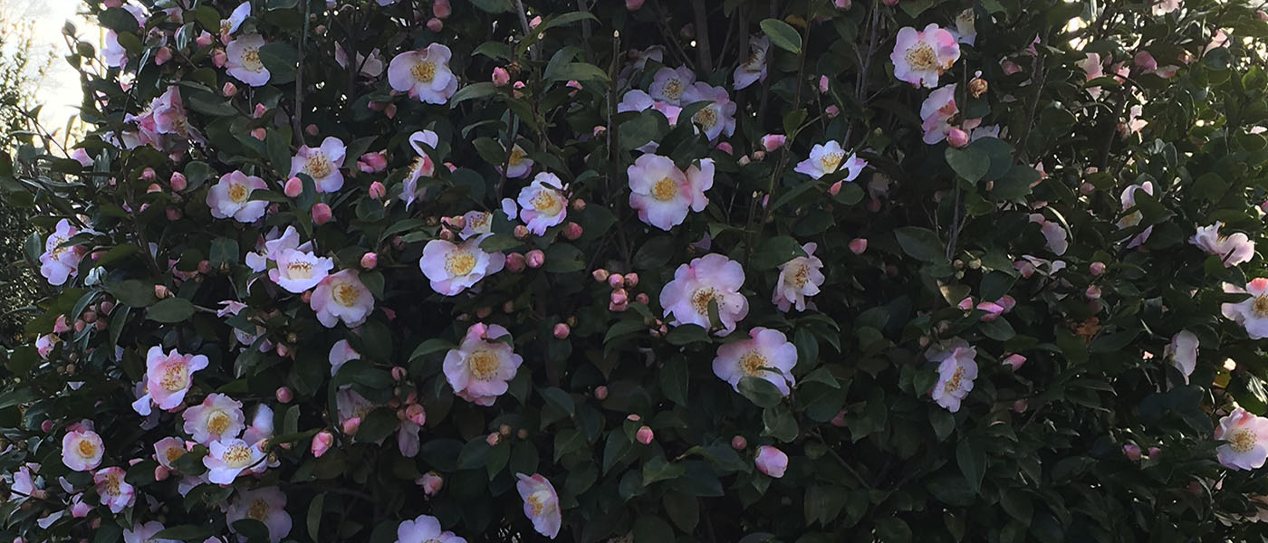 Mainden's Blush camellia sasanqua complete plant