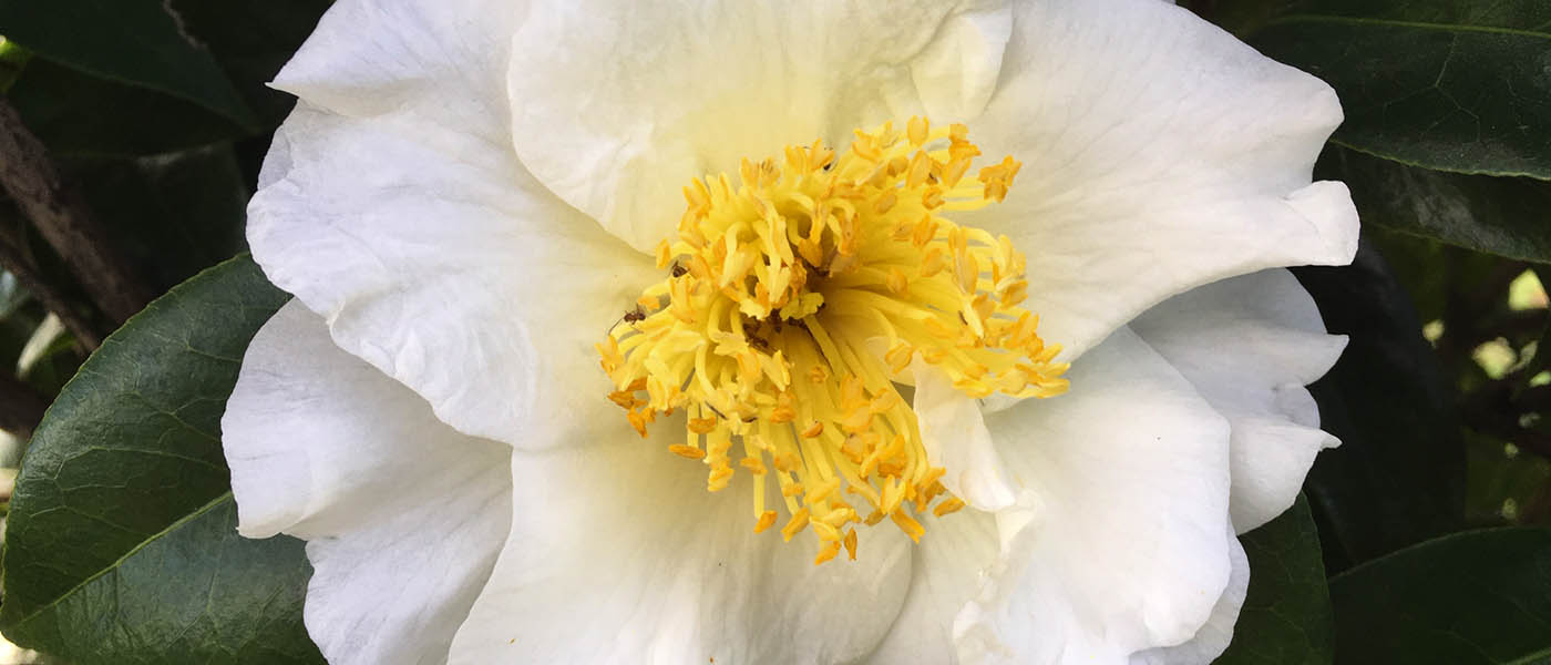 Daijokhan camellia japonica